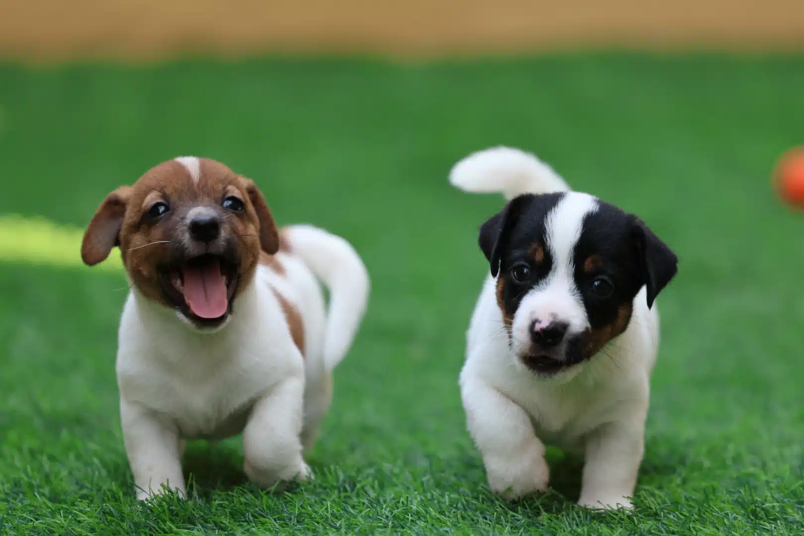 Jack Russell Terrier Puppy for Sale in UAE