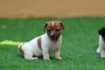 Jack Russell Puppies for Sale in UAE – 9 Weeks Old - Image 4
