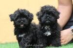 Maltipoo Puppy for Sale in UAE