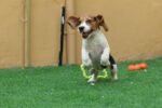 Beagle Puppy for Sale in UAE – 9 Weeks Old - Image 2