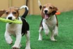 Beagle Puppy for Sale in UAE – 9 Weeks Old - Image 3