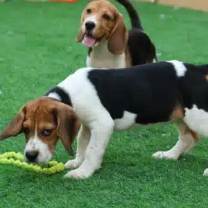 Beagle Puppy for Sale in UAE