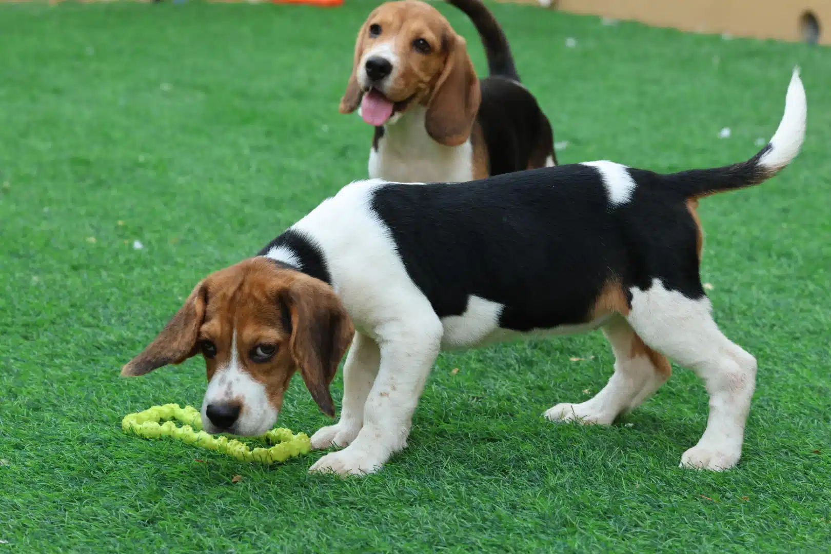Beagle Puppy for Sale in UAE
