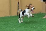 Beagle Puppy for Sale in UAE – 9 Weeks Old - Image 4