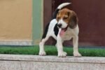 Beagle Puppy for Sale in UAE – 9 Weeks Old - Image 5