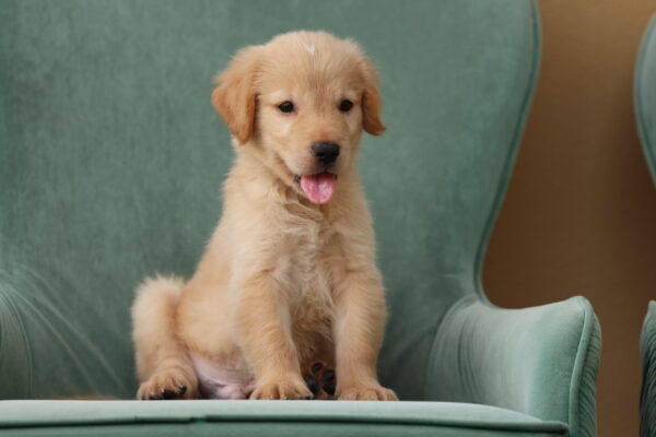 Golden Retriever Puppy for Sale in UAE – 8 Weeks Old - Image 4