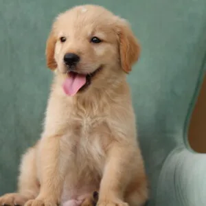 Golden Retriever Puppy | Golden Retriever Dubai | Puppy Golden Retriever