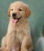 Golden Retriever Puppy | Golden Retriever Dubai | Puppy Golden Retriever