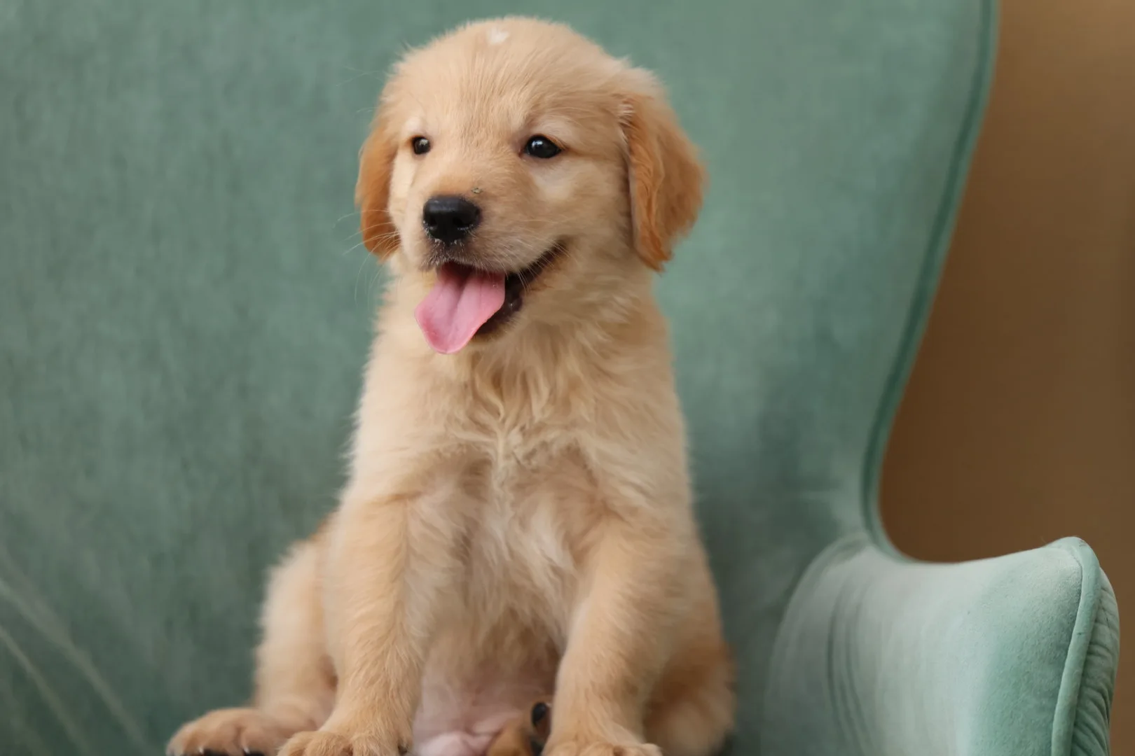 Golden Retriever Puppy | Golden Retriever Dubai | Puppy Golden Retriever