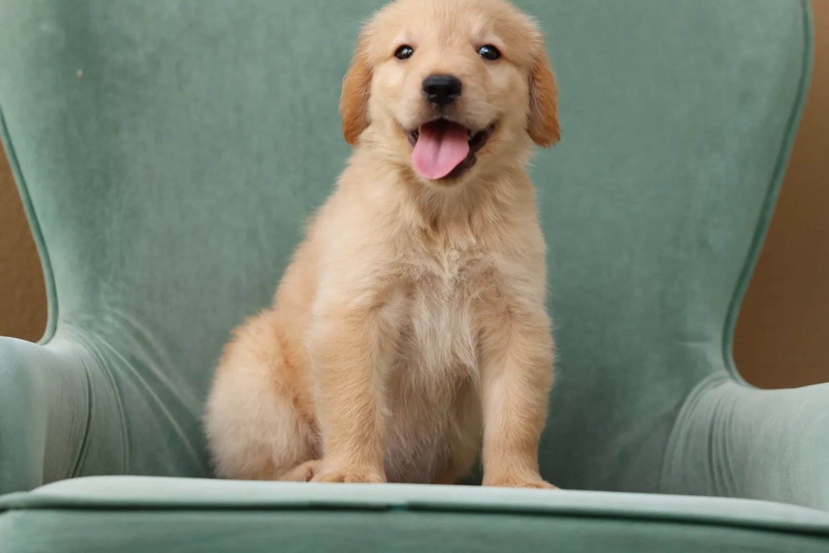 Golden Retriever Puppy for Sale in UAE – 8 Weeks Old - Image 5