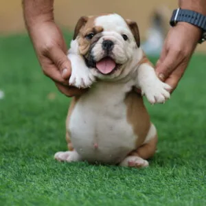 English Bulldog Puppy for Sale in UAE