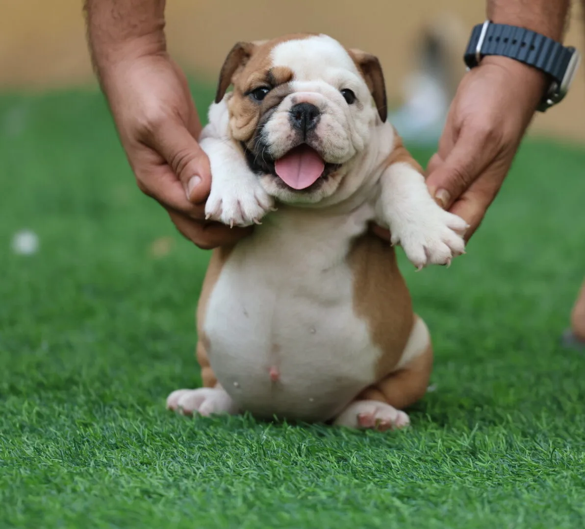 English Bulldog Puppy for Sale in UAE