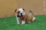 English Bulldog Puppy for Sale in UAE – 9 Weeks Old - Image 2