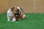 English Bulldog Puppy for Sale in UAE – 9 Weeks Old - Image 3