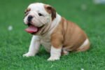 English Bulldog Puppy for Sale in UAE – 9 Weeks Old - Image 4