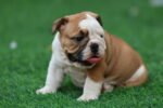English Bulldog Puppy for Sale in UAE – 9 Weeks Old - Image 5