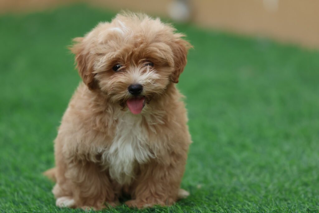 Maltipoo Puppy for Sale in UAE