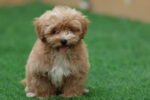 Maltipoo Puppy for Sale in UAE