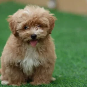 Maltipoo Puppy for Sale in UAE