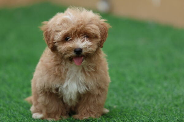 Maltipoo Puppy for Sale in UAE