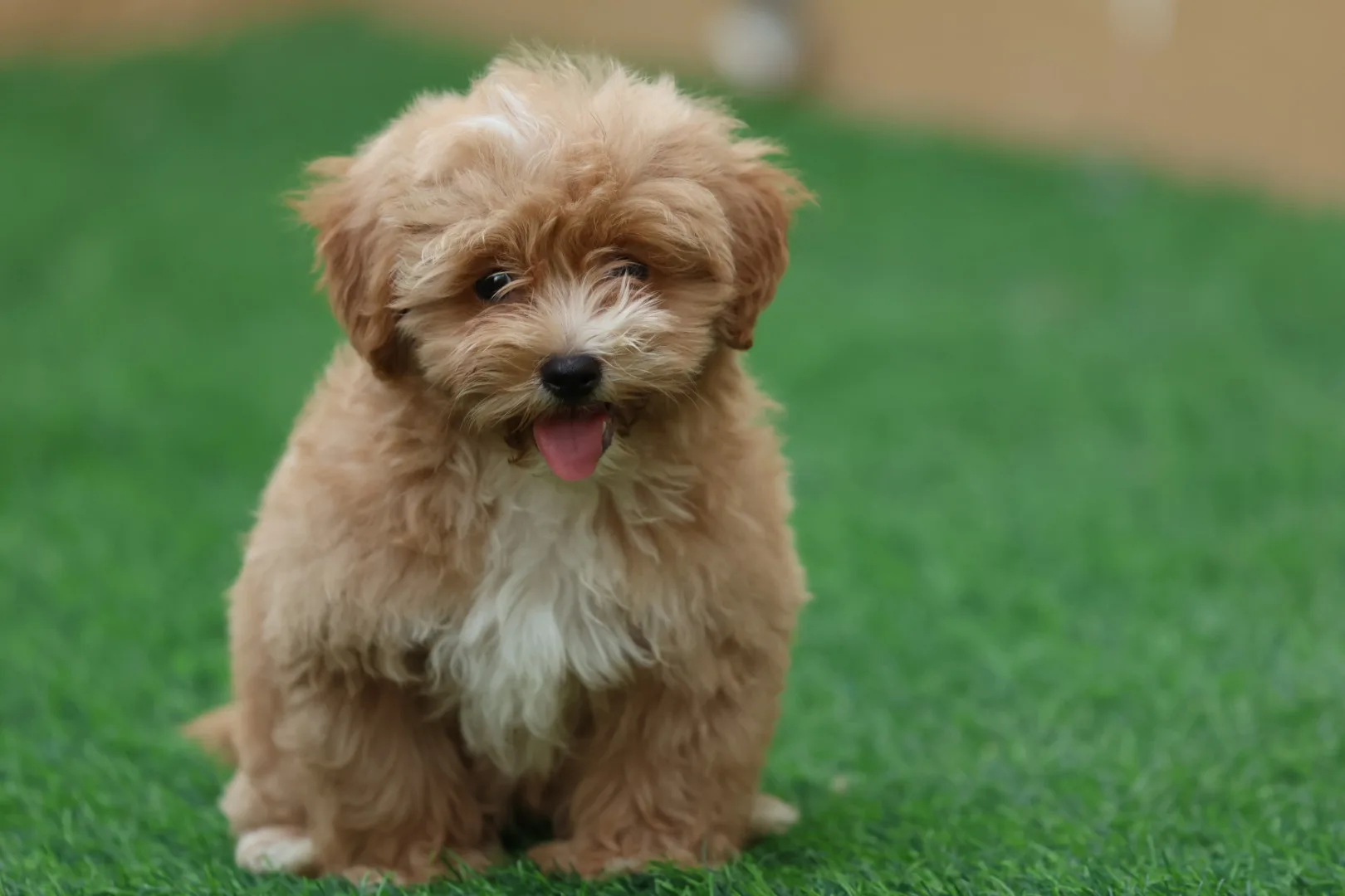 Maltipoo Puppy for Sale in UAE