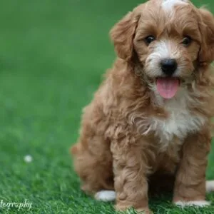 Cavapoo Puppy | Blonde Cavapoo Puppy | Cavapoo Dog | Cavapoo Dog for Sale