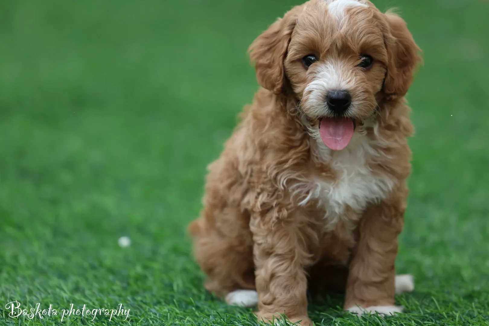 Cavapoo Puppy | Blonde Cavapoo Puppy | Cavapoo Dog | Cavapoo Dog for Sale