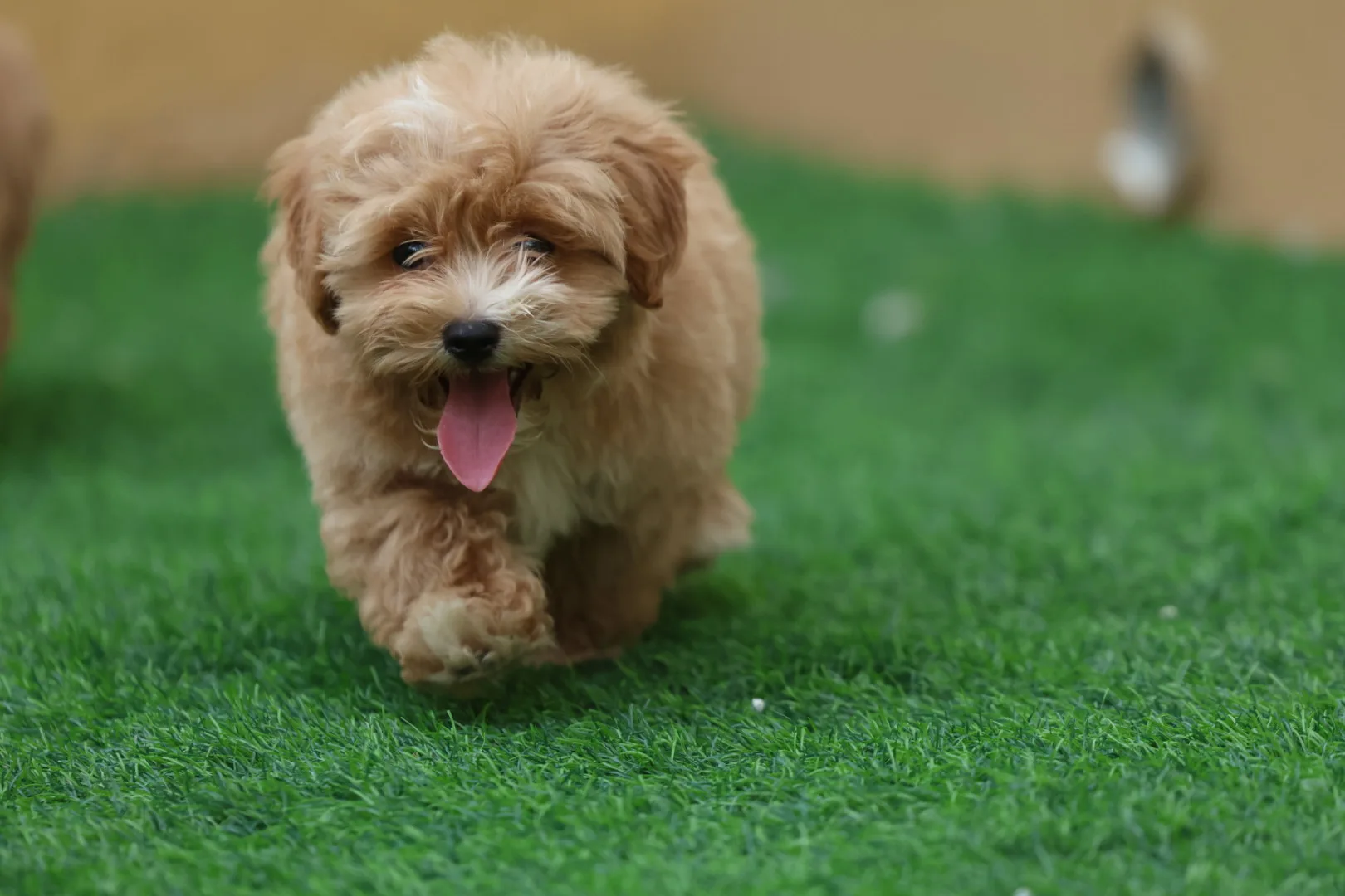Maltipoo Puppy for Sale in UAE – 8 Weeks Old - Image 5