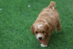 Cavapoo Puppy for Sale in UAE – 10 Weeks Old - Image 2