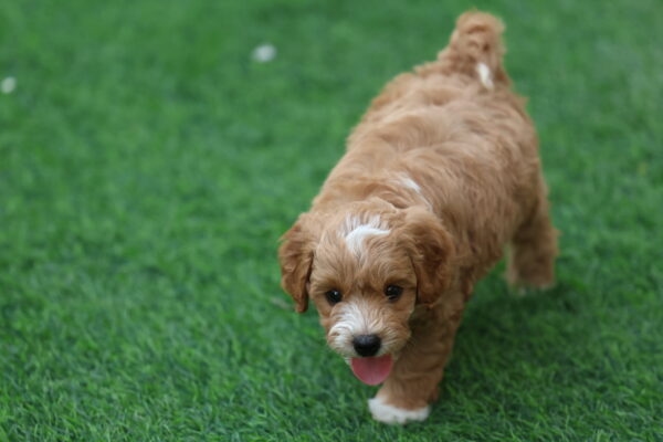 Cavapoo Puppy for Sale in UAE – 10 Weeks Old - Image 2