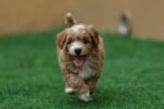 Cavapoo Puppy for Sale in UAE – 10 Weeks Old - Image 3
