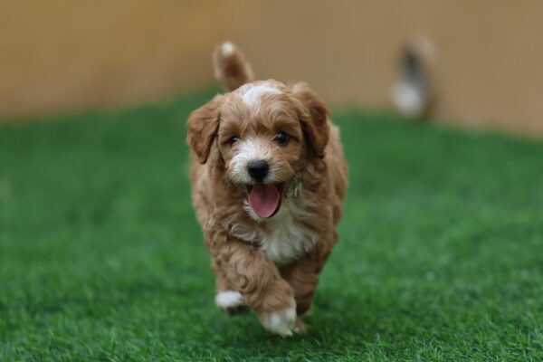 Cavapoo Puppy for Sale in UAE – 10 Weeks Old - Image 3