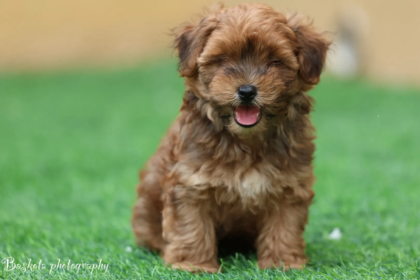 Maltipoo Puppy for Sale in UAE – 8 Weeks Old - Image 6