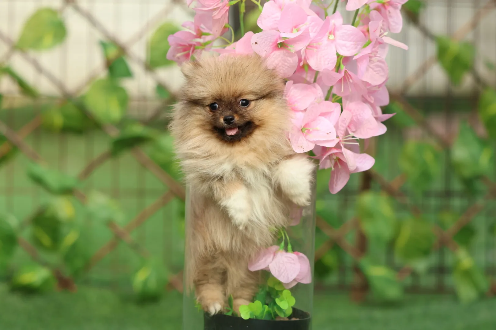 Pomeranian Puppy for Sale in Dubai – 8 Weeks Old - Image 9