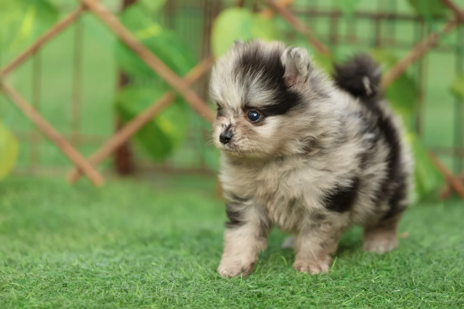 Pomeranian Puppy for Sale in Dubai – 8 Weeks Old - Image 6