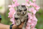 Pomeranian Puppy for Sale in Dubai – 8 Weeks Old - Image 7