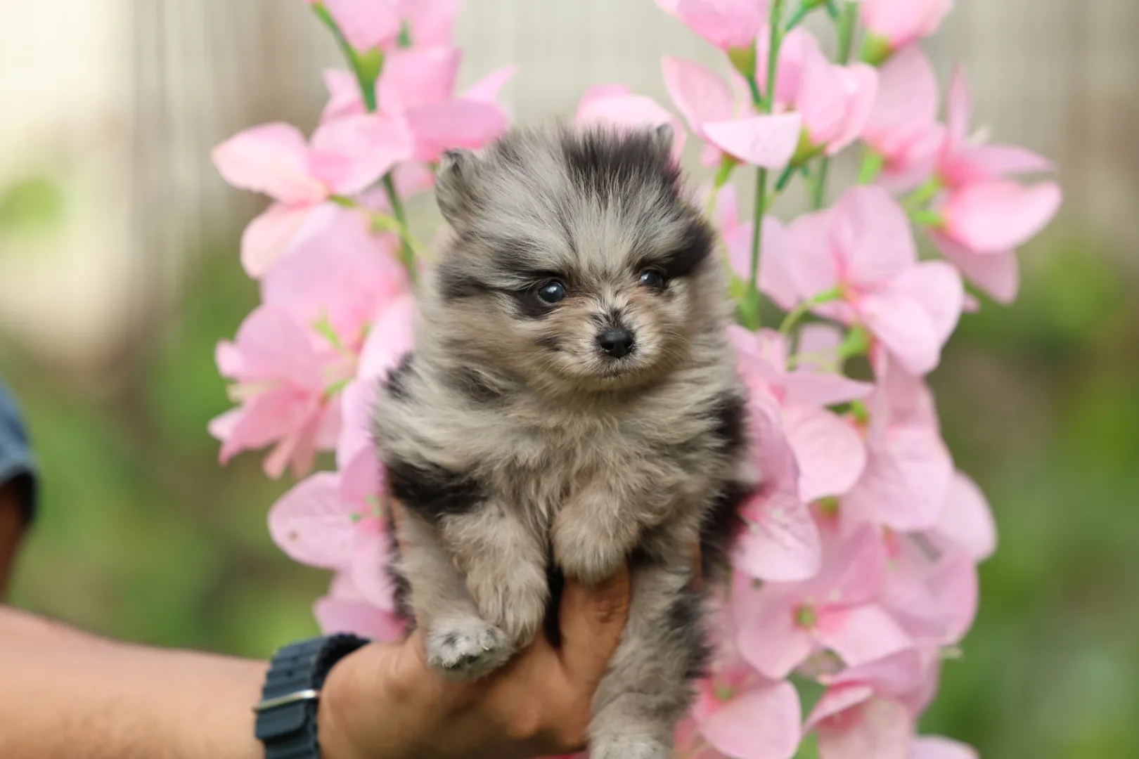 Pomeranian Puppy for Sale in Dubai – 8 Weeks Old - Image 7