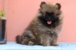 Pomeranian Dubai | Pomeranian Puppy | Pomeranian Dog Price in Dubai