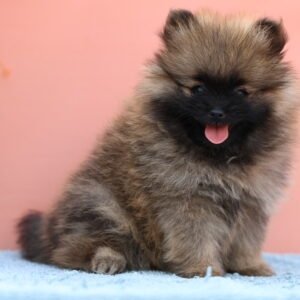 Pomeranian Puppy for Sale in Dubai