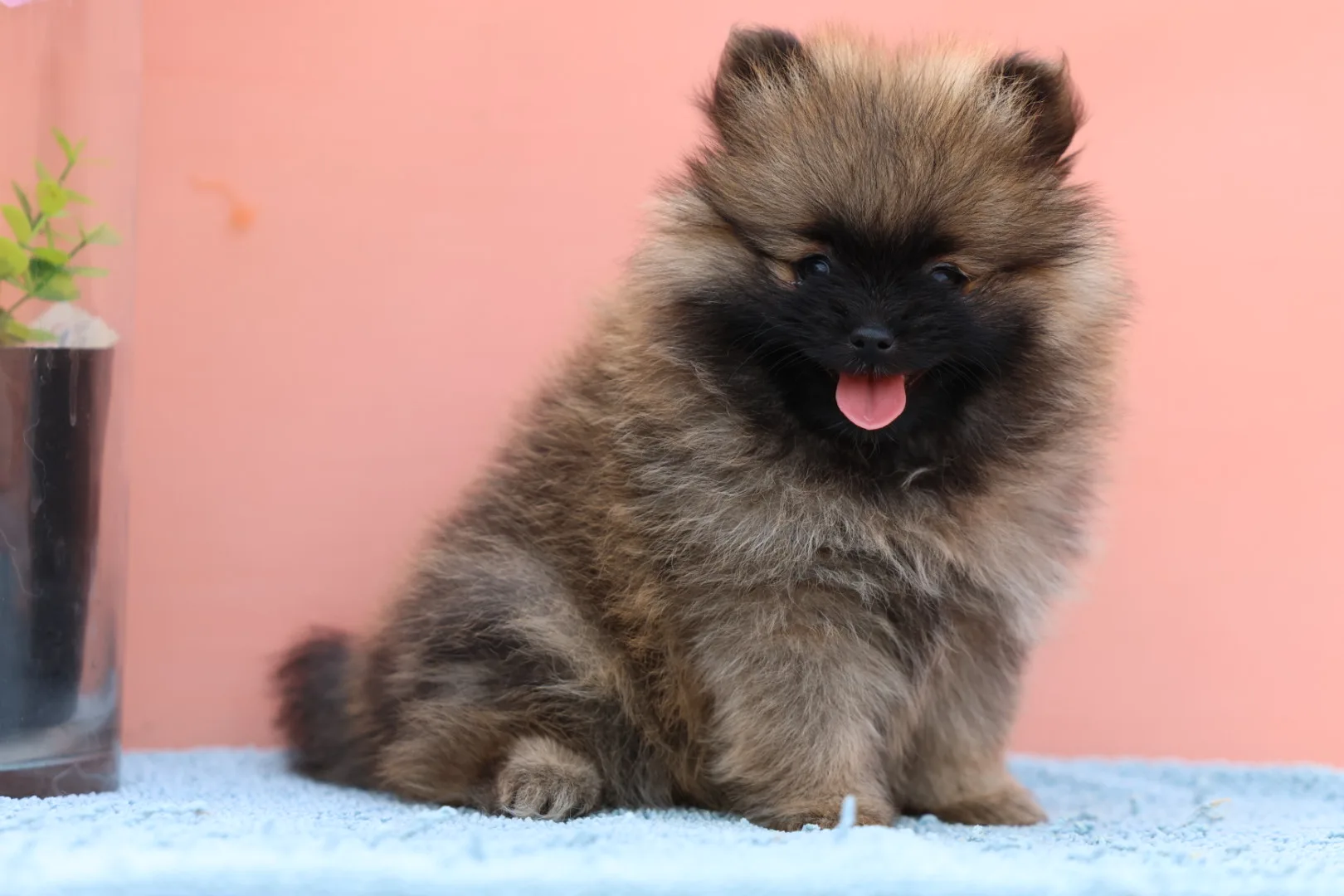 Pomeranian Puppy for Sale in Dubai