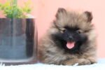 Pomeranian Puppy for Sale in Dubai – 8 Weeks Old - Image 2