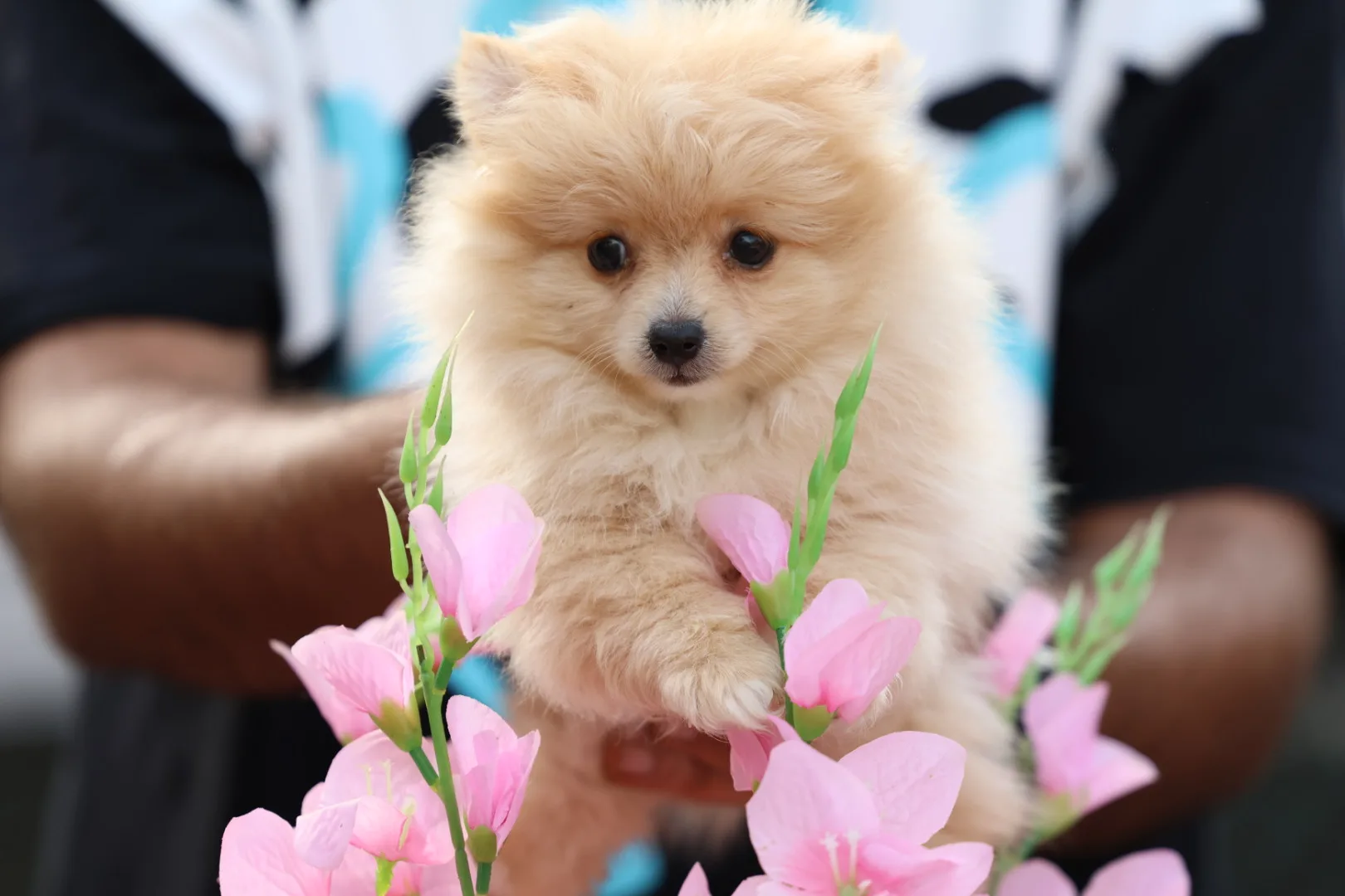 Pomeranian Puppy for Sale in Dubai – 8 Weeks Old - Image 8