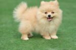 Pomeranian Puppy for Sale in Dubai – 8 Weeks Old - Image 5