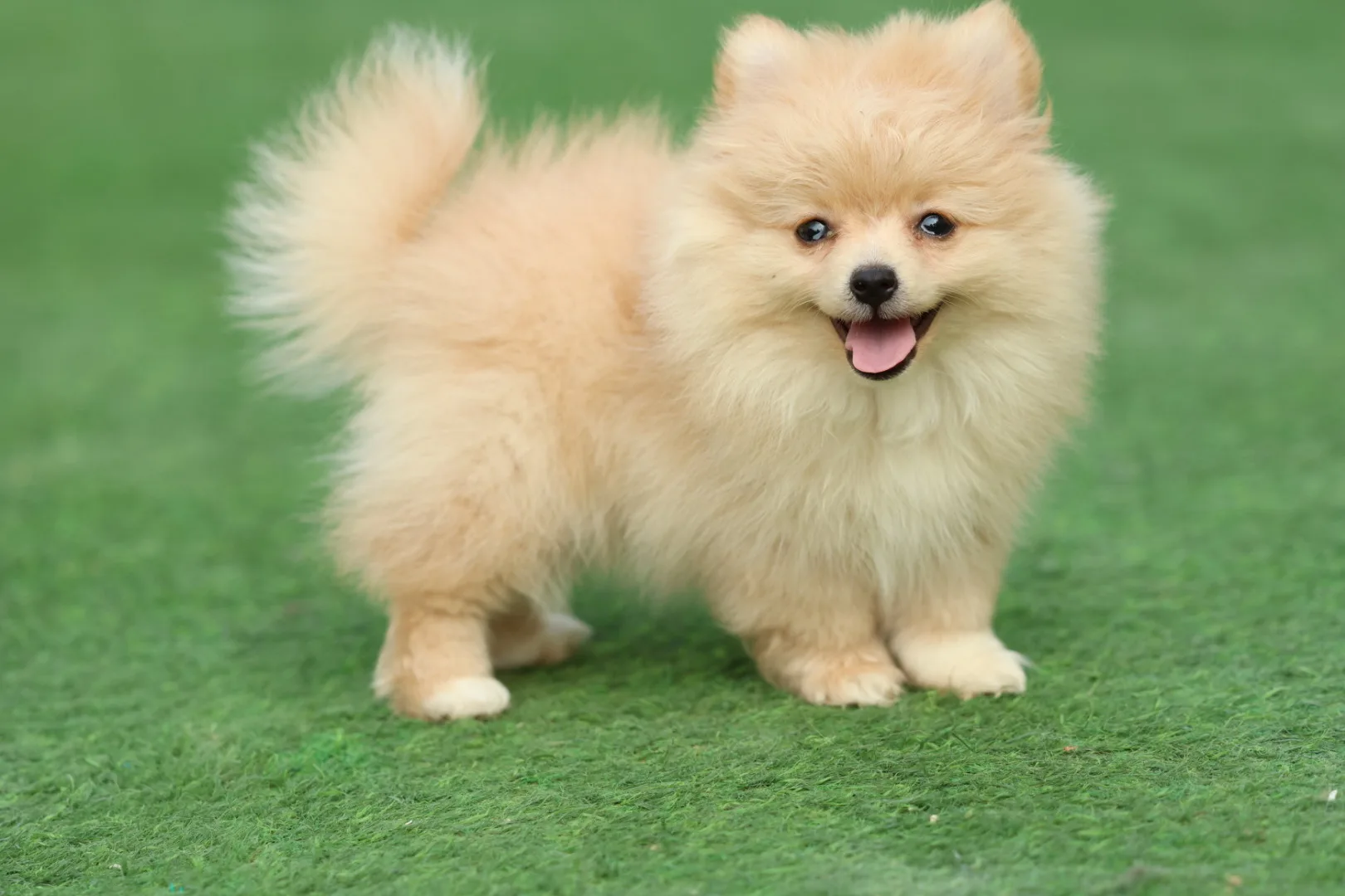 Pomeranian Puppy for Sale in Dubai – 8 Weeks Old - Image 5