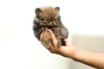 Pomeranian Puppy for Sale in Dubai – 8 Weeks Old - Image 4