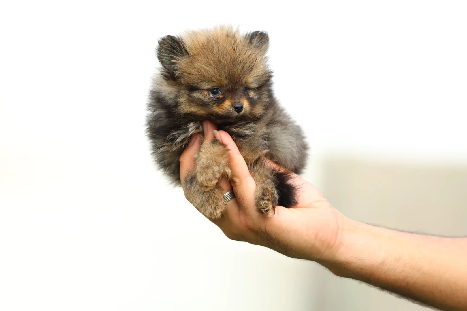 Pomeranian Puppy for Sale in Dubai – 8 Weeks Old - Image 4