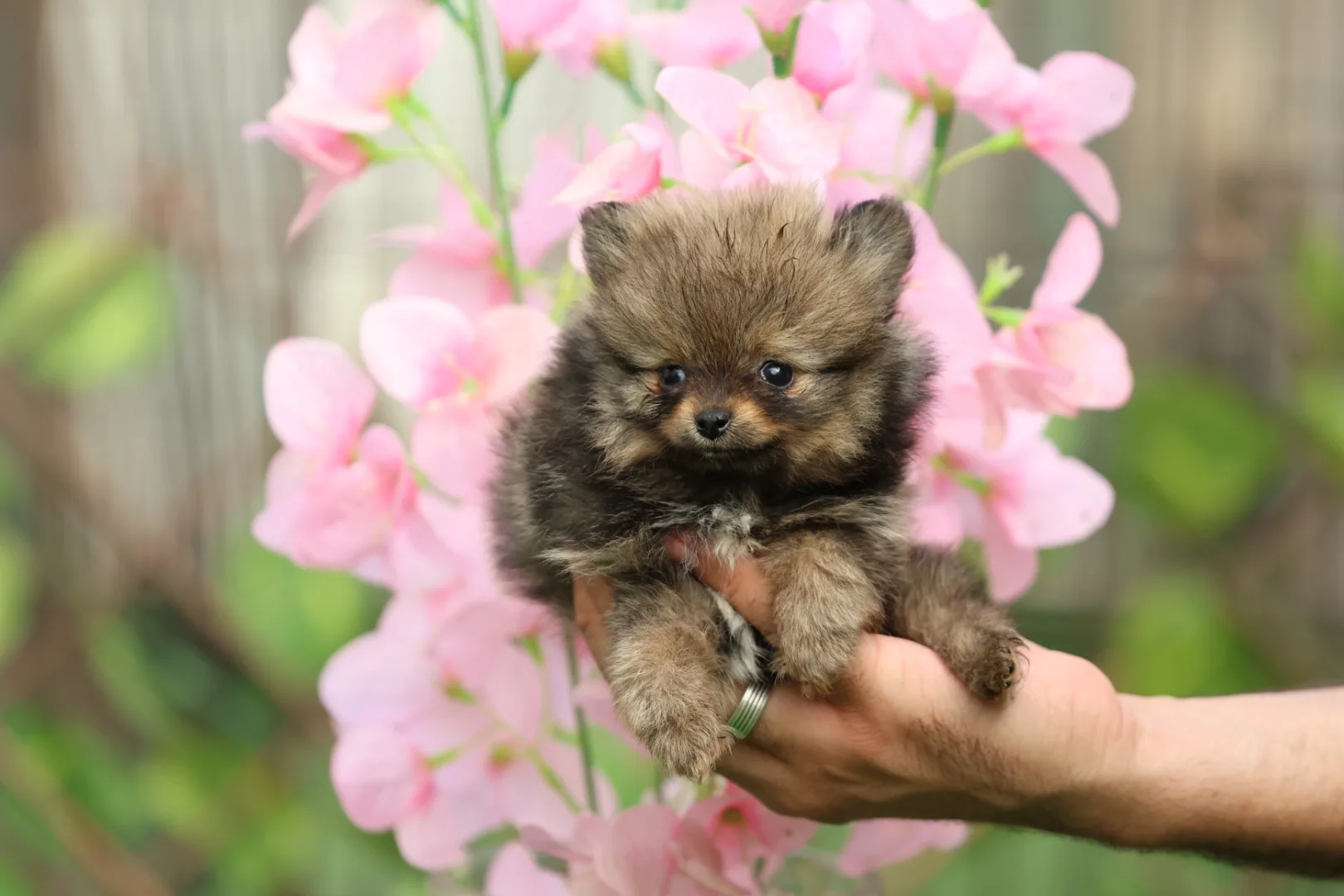 Pomeranian Puppy for Sale in Dubai – 8 Weeks Old - Image 3