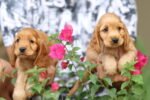 Cocker Spaniel Puppy for Sale in UAE – 9 Weeks Old - Image 2