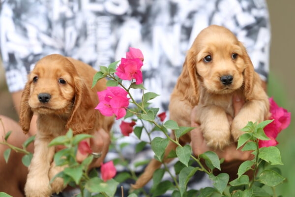 Cocker Spaniel Puppy for Sale in UAE – 9 Weeks Old - Image 2