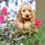 Cocker Spaniel Puppy | American Cocker Spaniel Puppy | Cute Cocker Spaniel Puppy | Cocker Spaniel Puppy for Sale | Cocker Spaniel Puppy Dubai